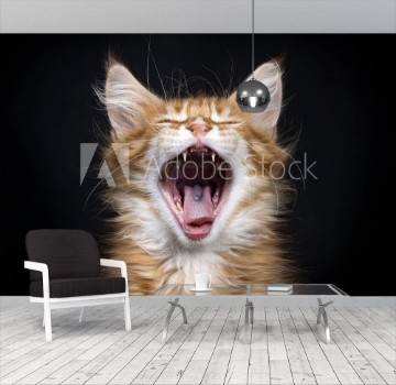 Bild på Head shot of yawning red tabby Maine Coon kitten Orchidvalley isolated on black background